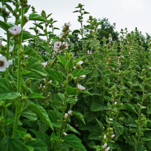 Marshmallow plant