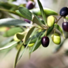 Olive tree