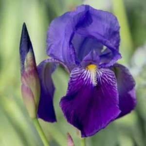 Iris flower