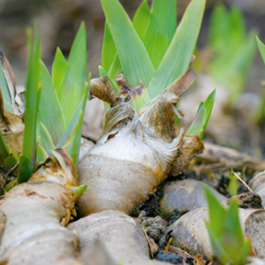 Orris root iris florentine