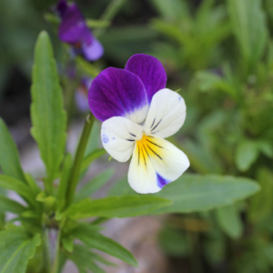 Pansy flower