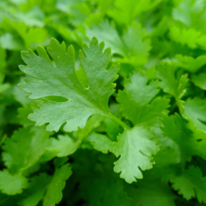 Parsley leaves