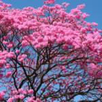 Flowering Pau d'arco tree