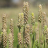 Psyllium Plant