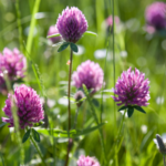 Red Clover flowers