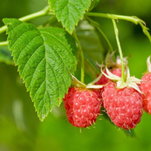 Raspberry tree