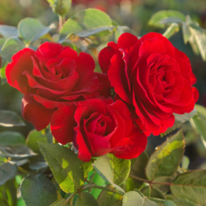 Red Rose Flower