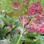 Rhubarb Chinese plant