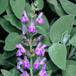 Sage leaves and flower