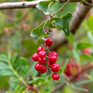 Sarsaparilla shrub