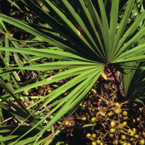 Saw Palmetto tree