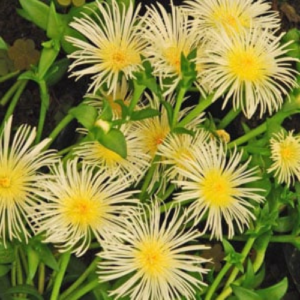 Sceletium Flowers