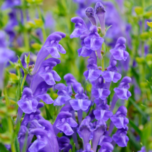 Skullcap Flowers