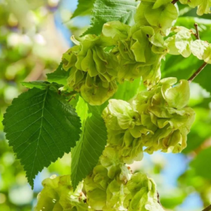 Slippery Elm Tree