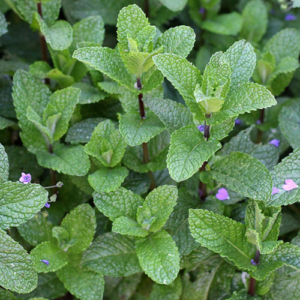 Spearmint plant