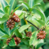 Star Anise Tree