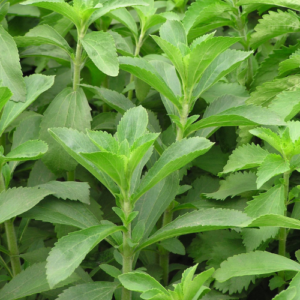 Stevia Leaves