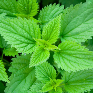 Nettle Stinging Leaves