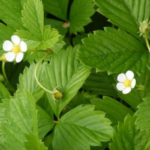 Strawberry leaves and flowers