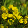 Tormentil Flowers