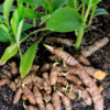 Turmeric Plant