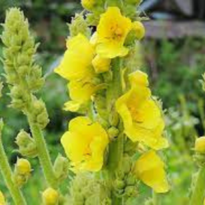 Mullein Flowers