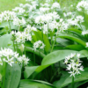 Wild Garlic Flowers