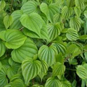 Wild Yam Plant