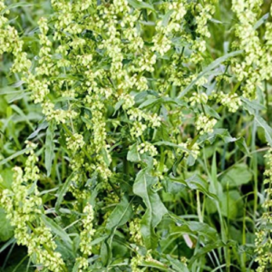 Yellow Dock Plant