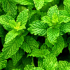 Peppermint leaves