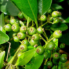 Tree of Allspice Berries