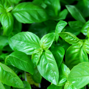 Basil Leaves