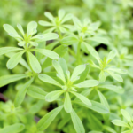 Bedstraw Cleavers plant