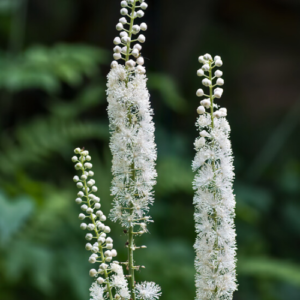 Black Cohosh Plant