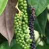Black Pepper Plant