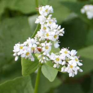 Buckwheat Plant