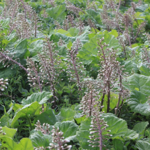 Butterbur Plant