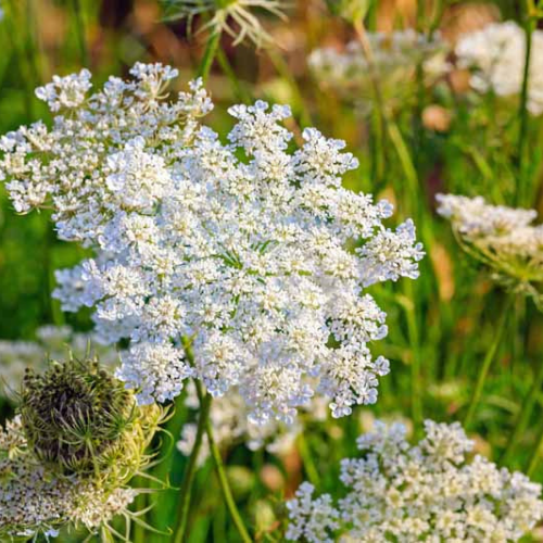 Caraway Seed - Herbology Herbs