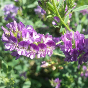 Fenugreek flowers