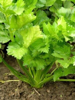 Celery Plant